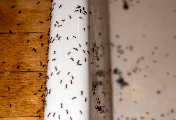 Best Commercial Pest Control Services  in Lansdowne, PA